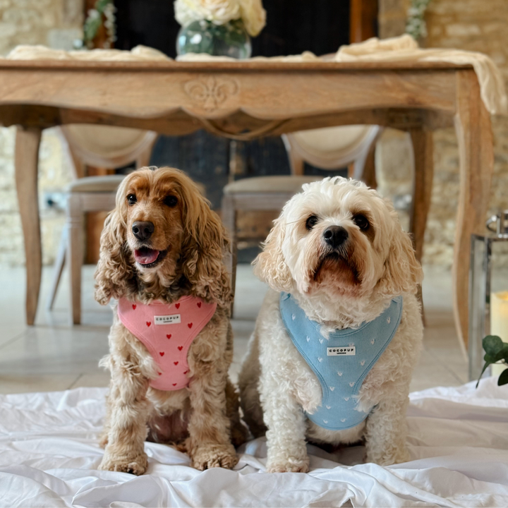 Blue Heartstrings Cord Adjustable Neck HARNESS