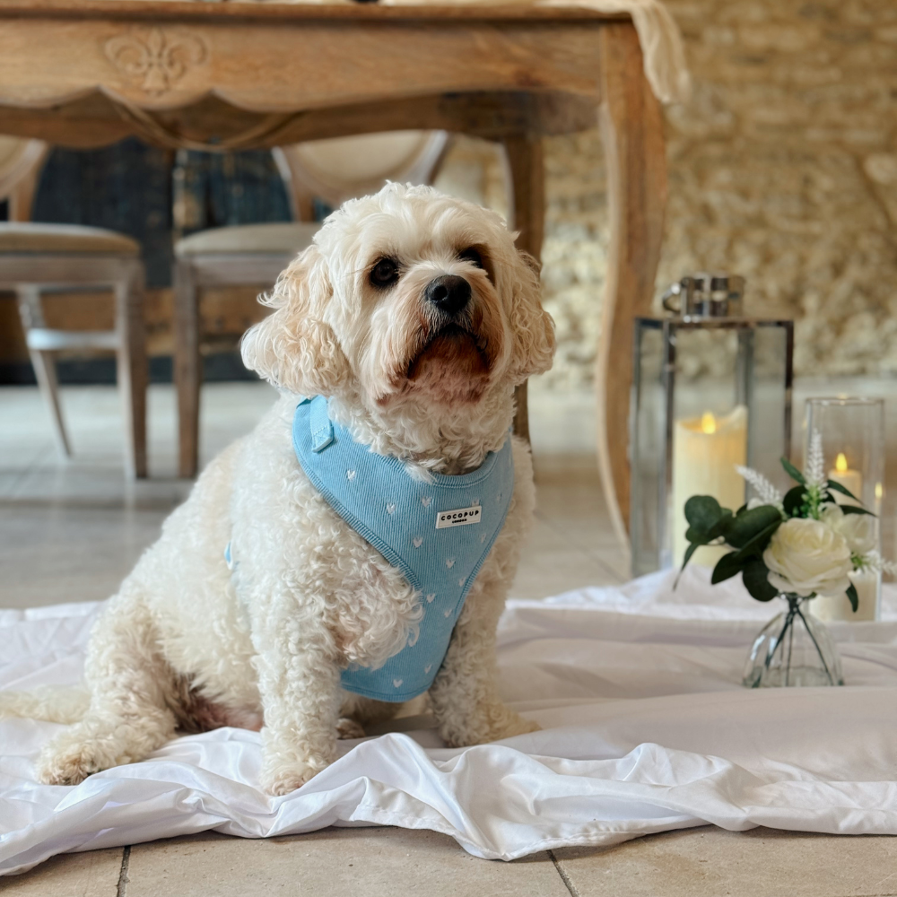 Blue Heartstrings Cord Adjustable Neck HARNESS