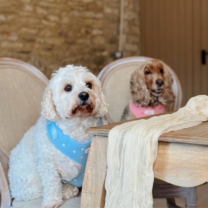 Blue Heartstrings Cord Adjustable Neck HARNESS