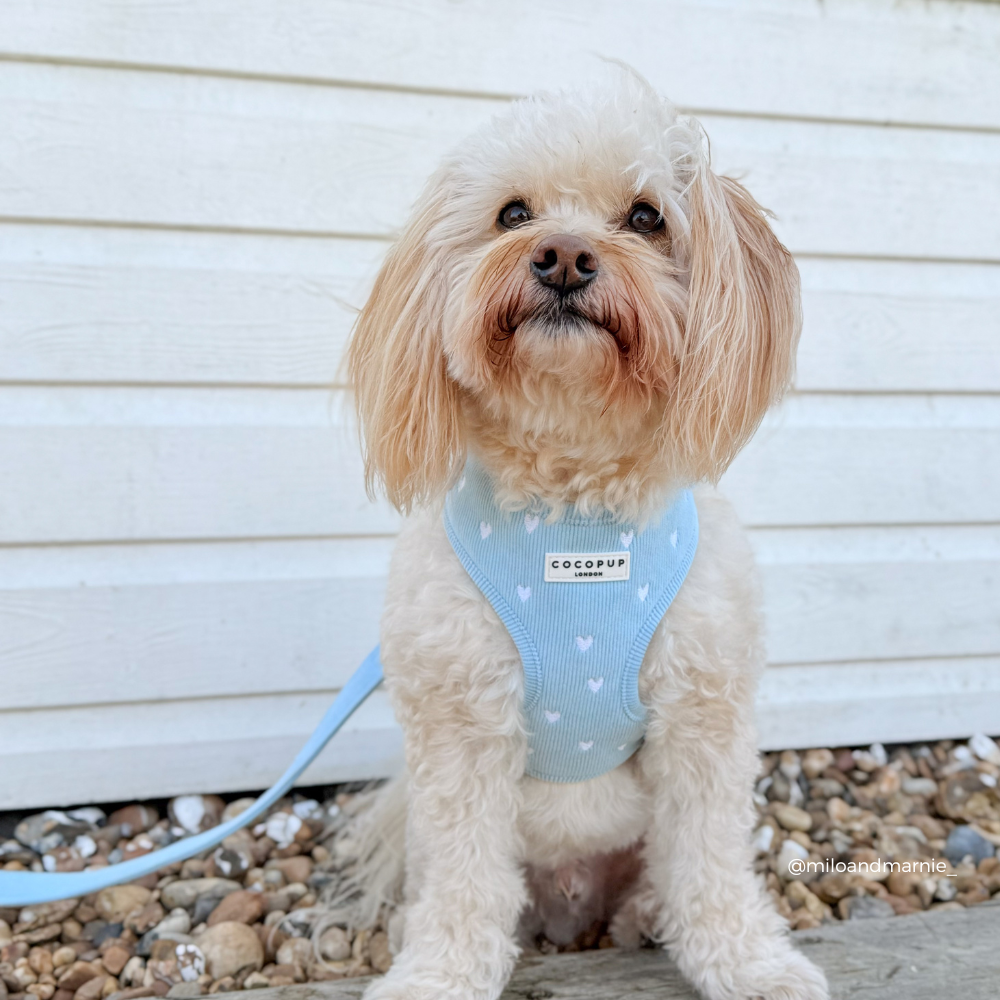 Blue Heartstrings Cord Adjustable Neck HARNESS