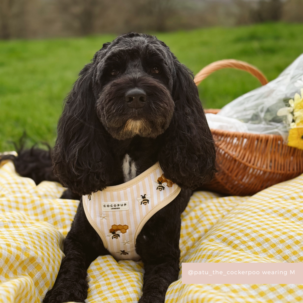 Honey Meadow Adjustable Neck Harness, Lead & Collar Bundle