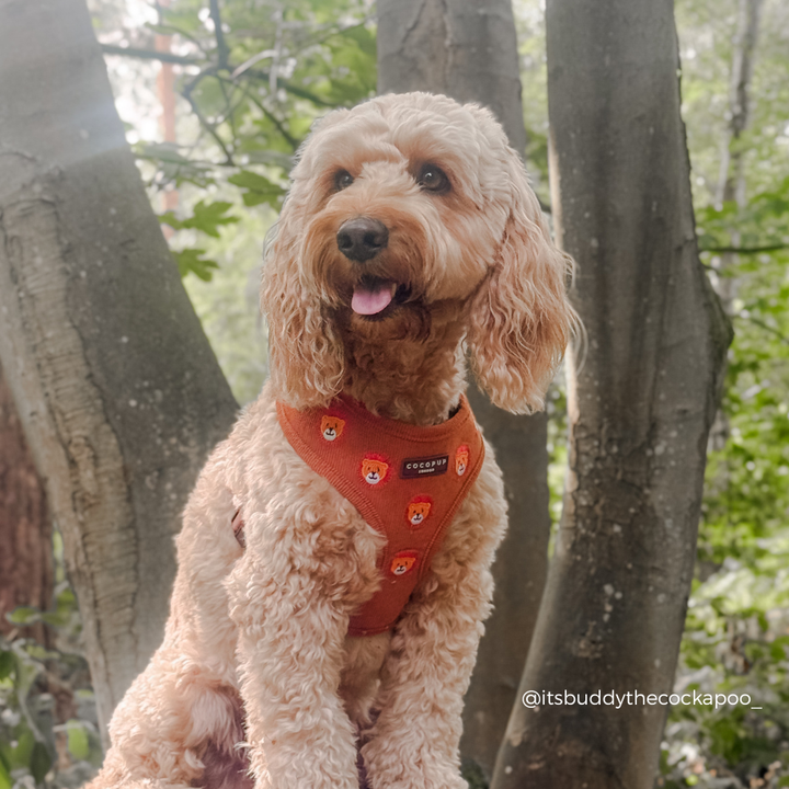Leo the Lion Adjustable Neck Harness, Lead & Collar Bundle