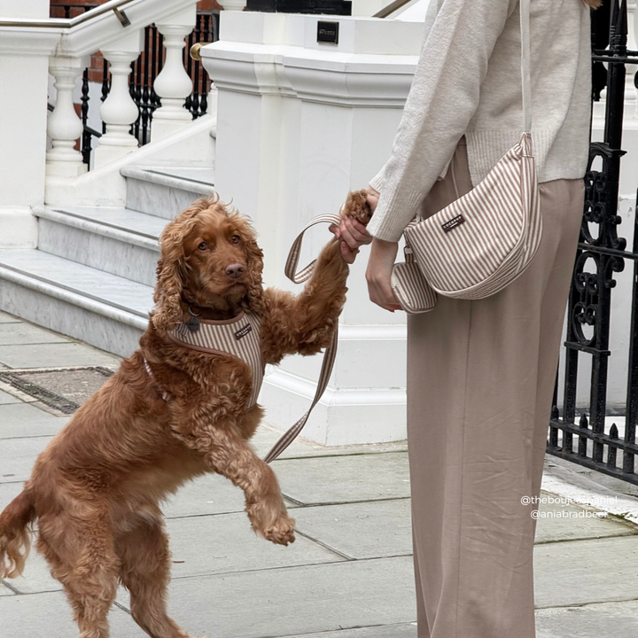 Person holding a dog's leash with a dog standing on its hind legs, wearing a striped shirt, in an urban setting.
