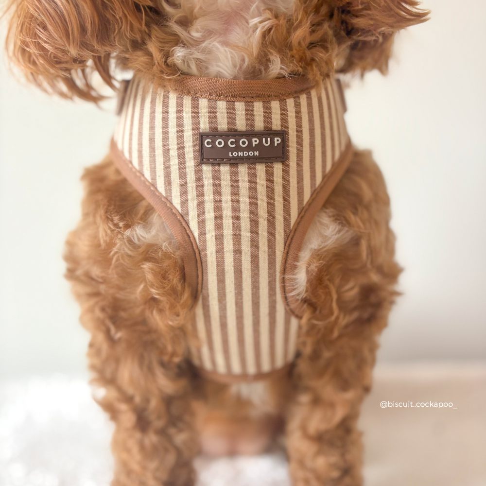 Brown and beige striped dog outfit with 'Cocopup London' label on a fluffy brown dog.