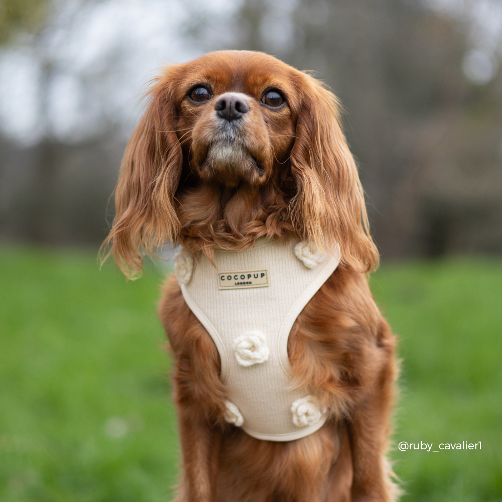 Petal Patch Adjustable Neck HARNESS