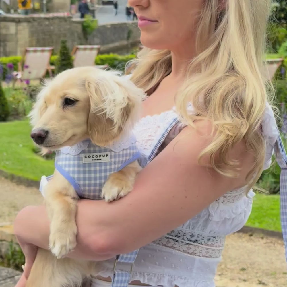 English Blue Adjustable Neck HARNESS