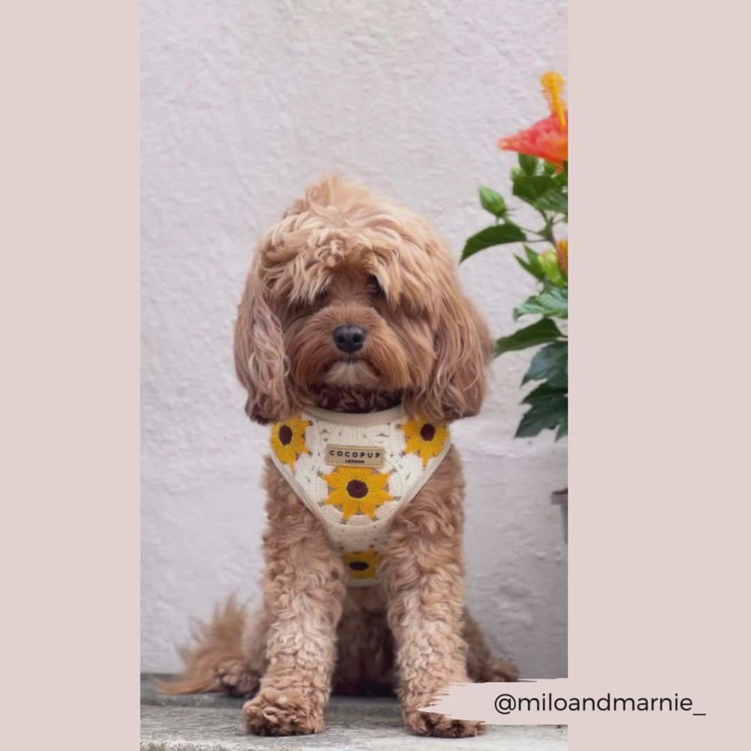 Sunflower Patch Adjustable Neck Harness, Lead & Collar Bundle