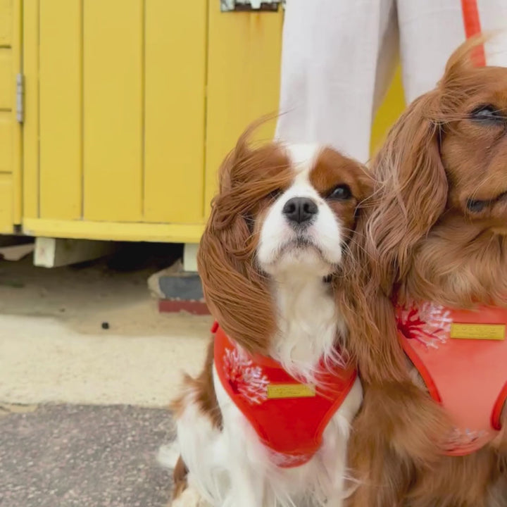Luxe Velvet Adjustable Neck HARNESS- Coral Core