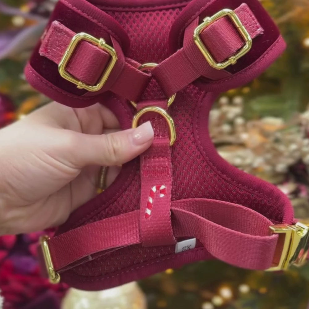 The Muttcracker Adjustable Neck Harness, Lead & Collar Bundle