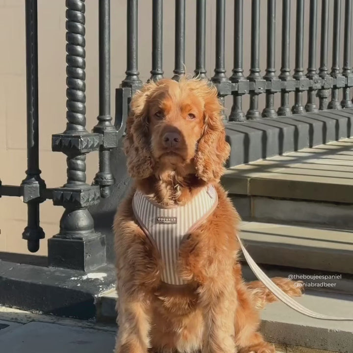 London Linen Stripes Adjustable Neck HARNESS