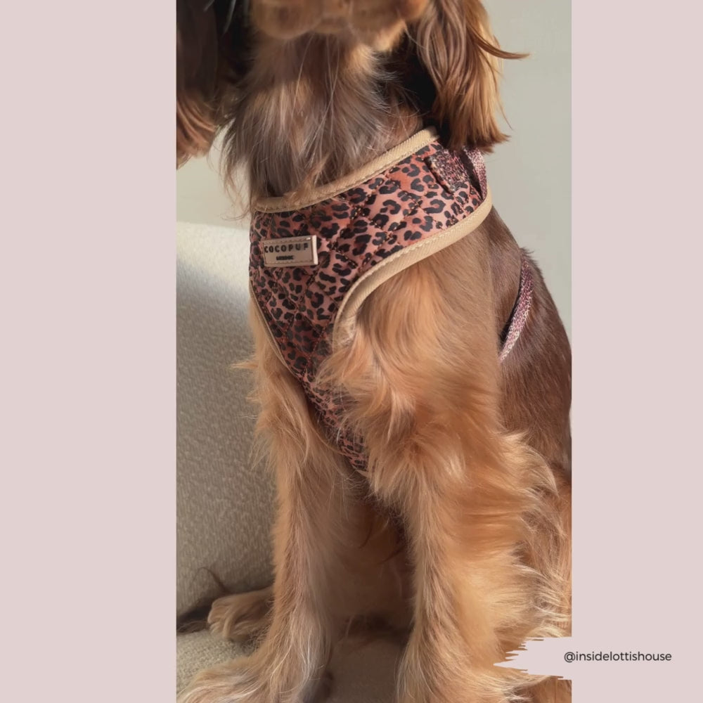 Quilted Leopard Pup Adjustable Neck Harness, Lead & Collar Bundle