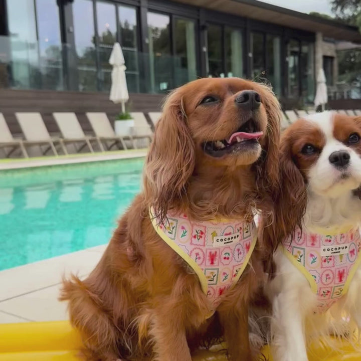 Dolce Vita Adjustable Neck HARNESS