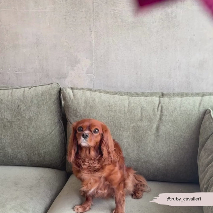 Mulberry Plaid Adjustable Neck HARNESS