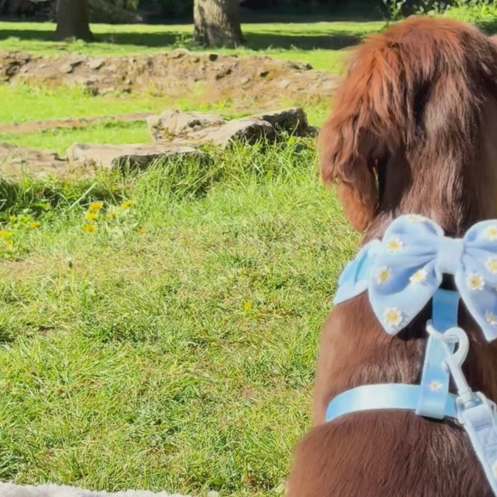Blue Daisy Dream Sailor Bow Tie