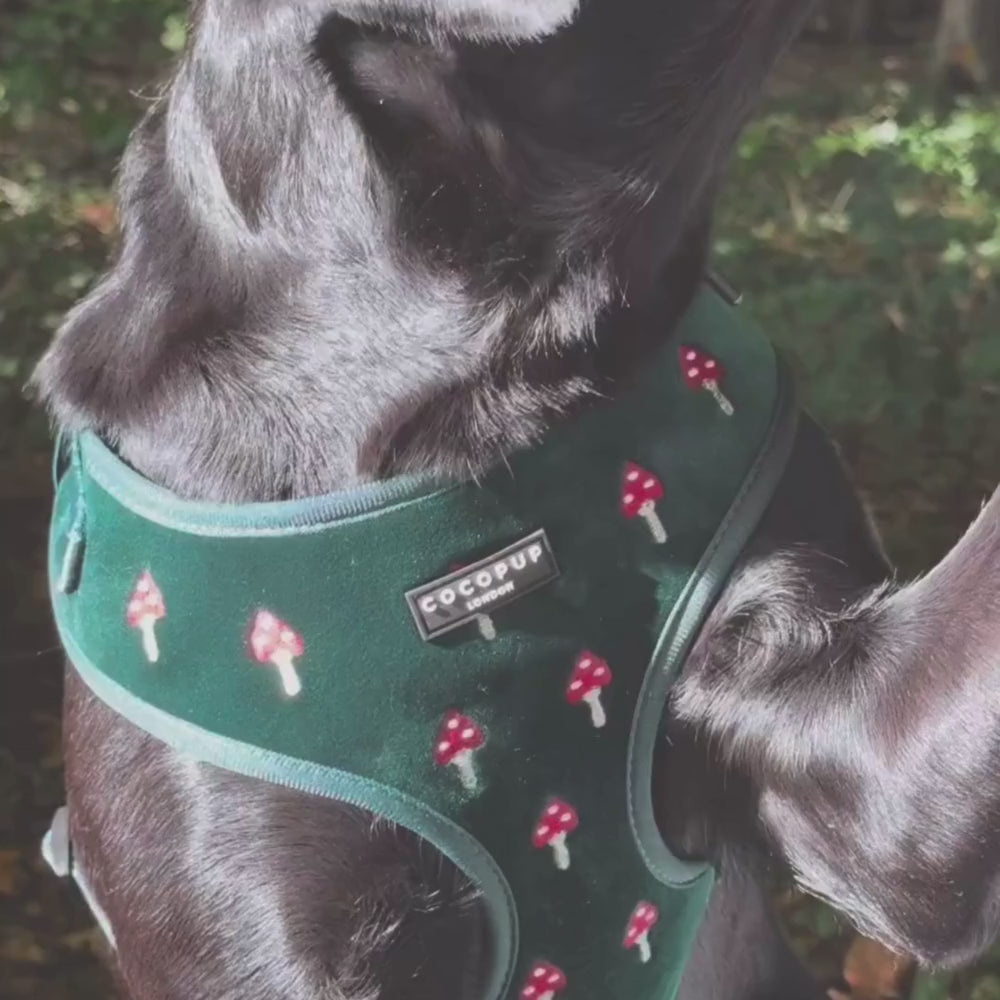 Toadstool Trails Adjustable Neck HARNESS