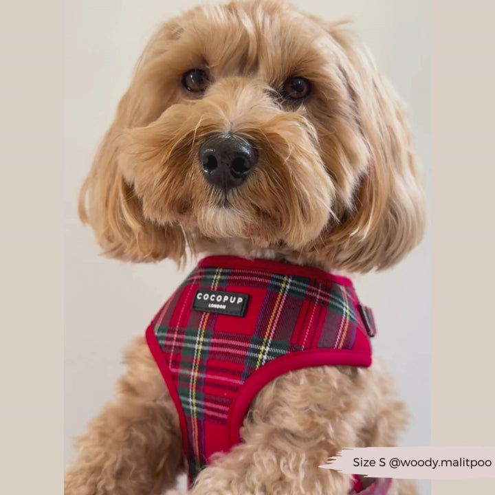 Tartan Adjustable Neck Harness, Lead & Collar Bundle