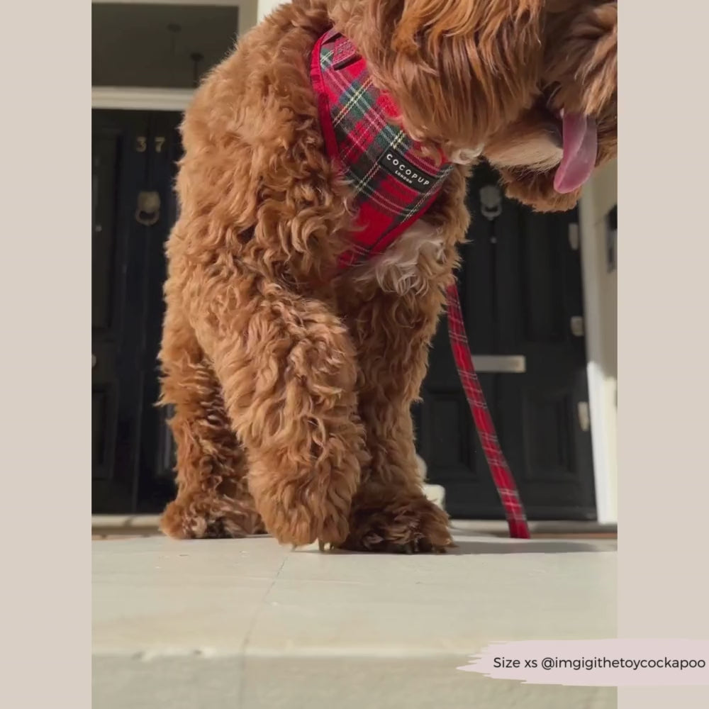 Tartan Adjustable Neck Harness, Lead & Collar Bundle