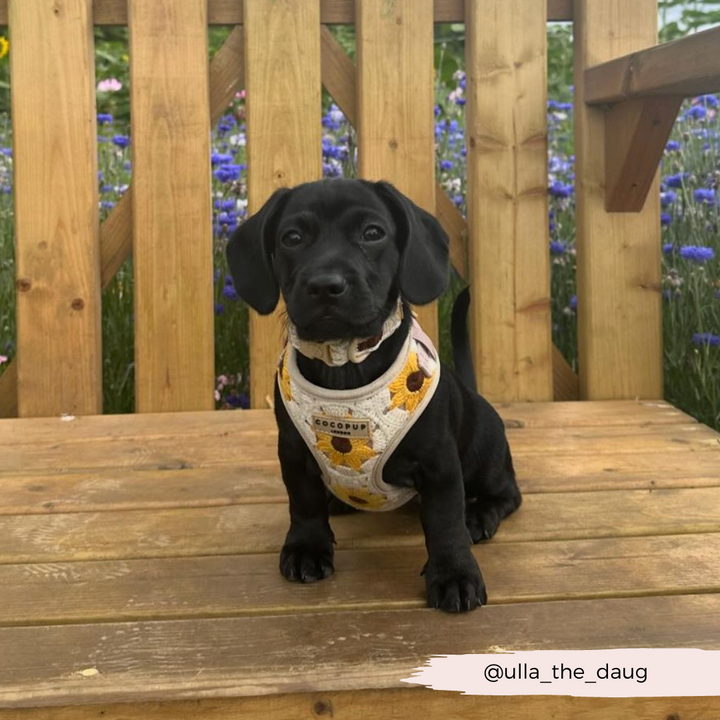 Sunflower Patch Adjustable Neck Harness, Lead & Collar Bundle