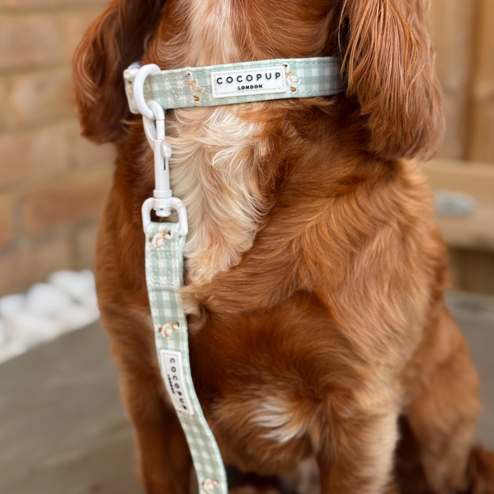 Silly Goose Collar & Lead Bundle