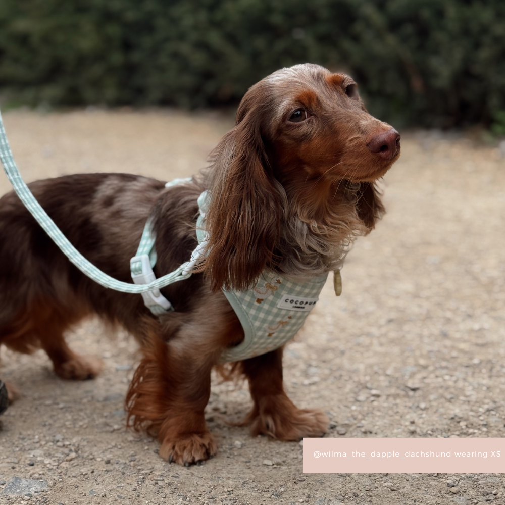 Silly Goose Adjustable Neck Harness, Lead & Collar Bundle