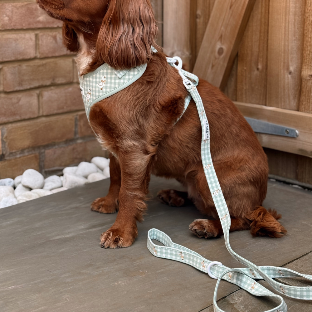 Silly Goose Adjustable Neck Harness, Lead & Collar Bundle