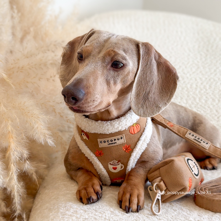 A close-up of a sausage dog wearing a tan and white trim harness with autumn-themed embroidered details including a pumpkin, mushroom, coffee cup, and leaves. The brand label reads 'COCOPUP LONDON'.