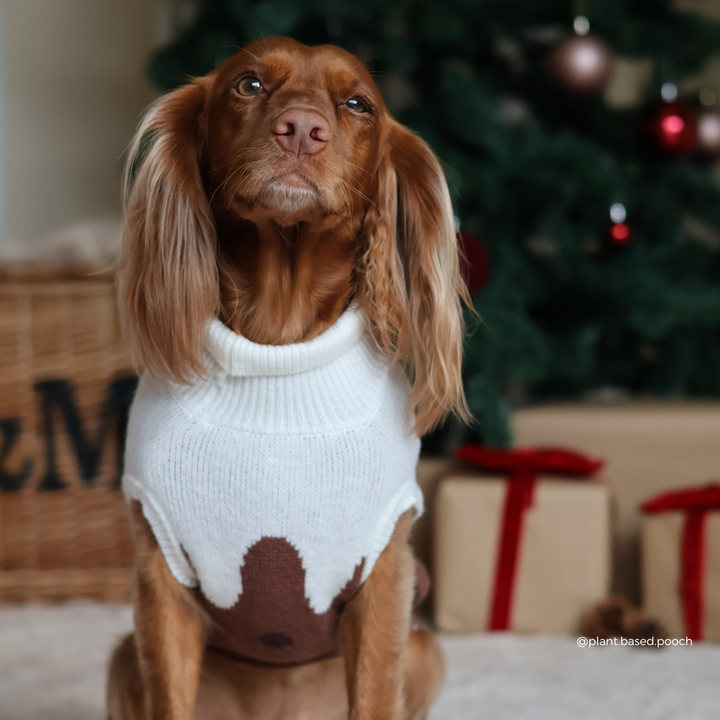 A brown long-eared dog wearing a white knit sweater  sitting in front of a decorated Christmas tree and wrapped gift boxes.